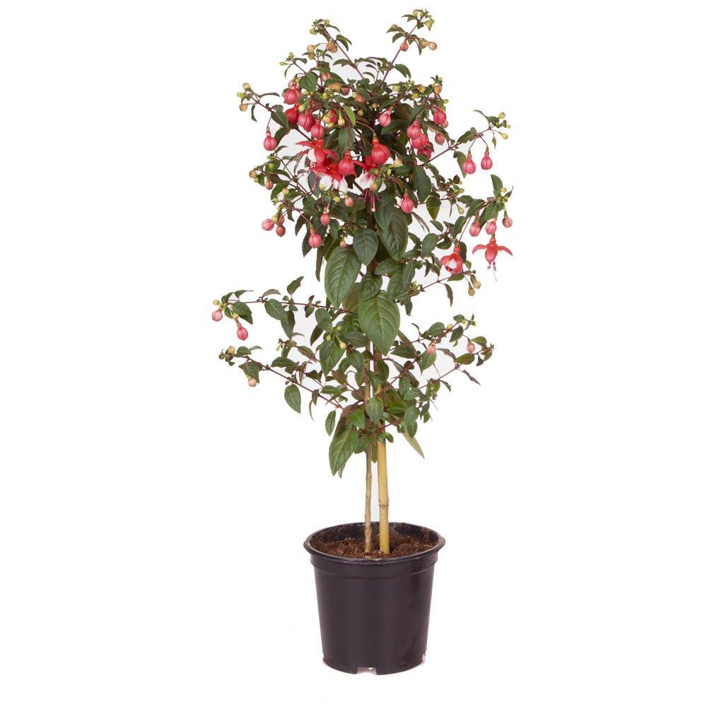 Multi - YouGarden - Fuchsia Tree (approx 65/80cm tall) - 19cm Pot - 3