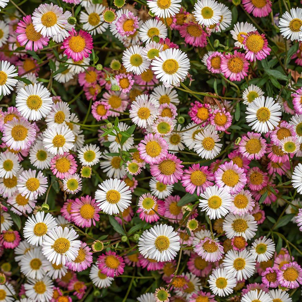 Multi - YouGarden - Erigeron karvinskianus Sea of Blossom (6 Plug Pl - 1