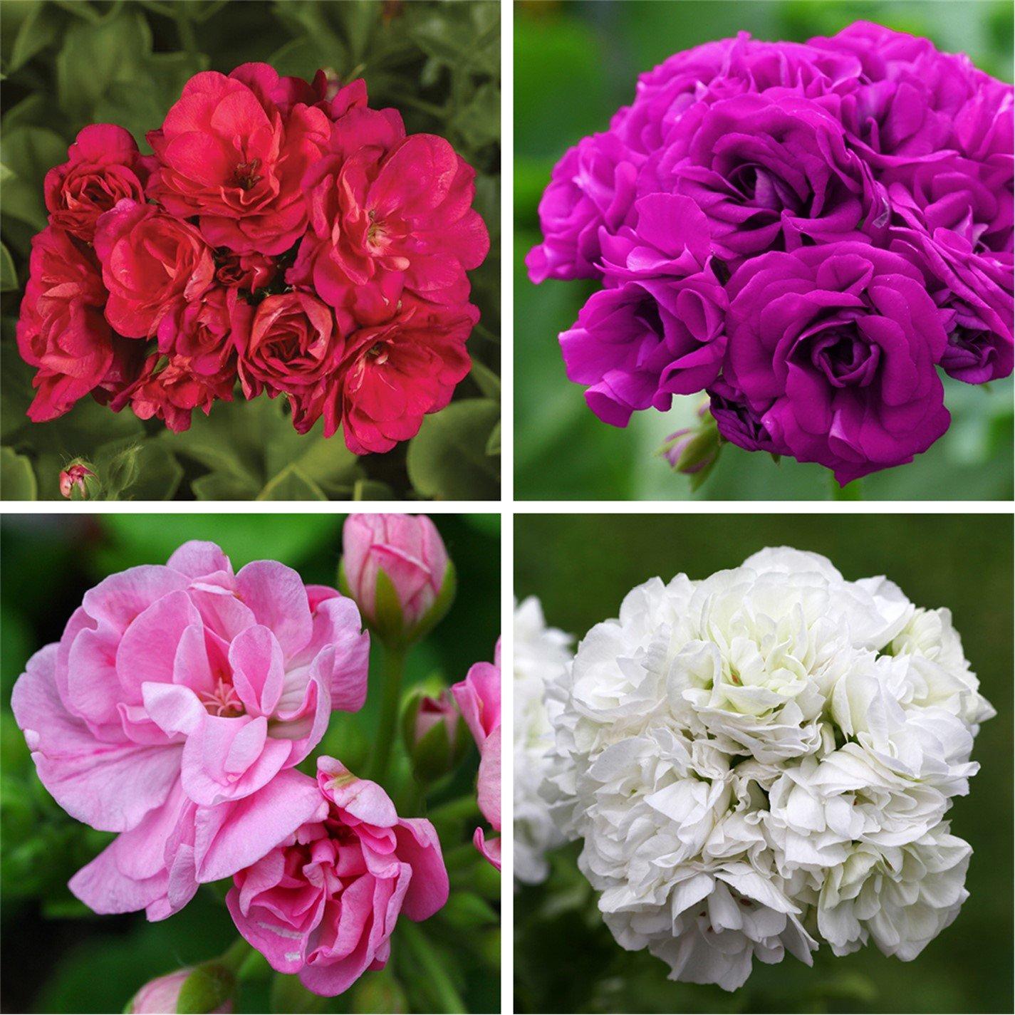 Multi - YouGarden - Geranium Rosebud Collection (12 Plug Plants) - 1