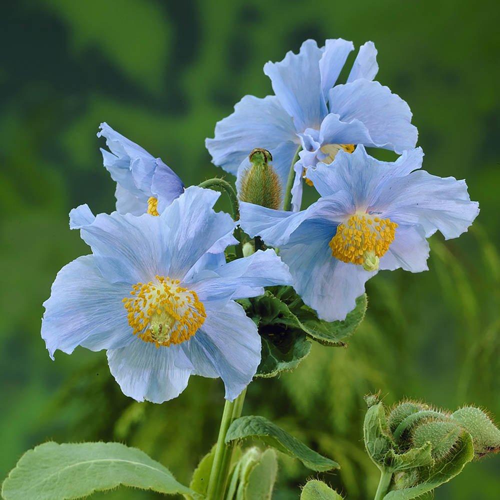 Blue - YouGarden - Meconopsis Himalayan Blue Poppy (3 Plug Plants) - 1