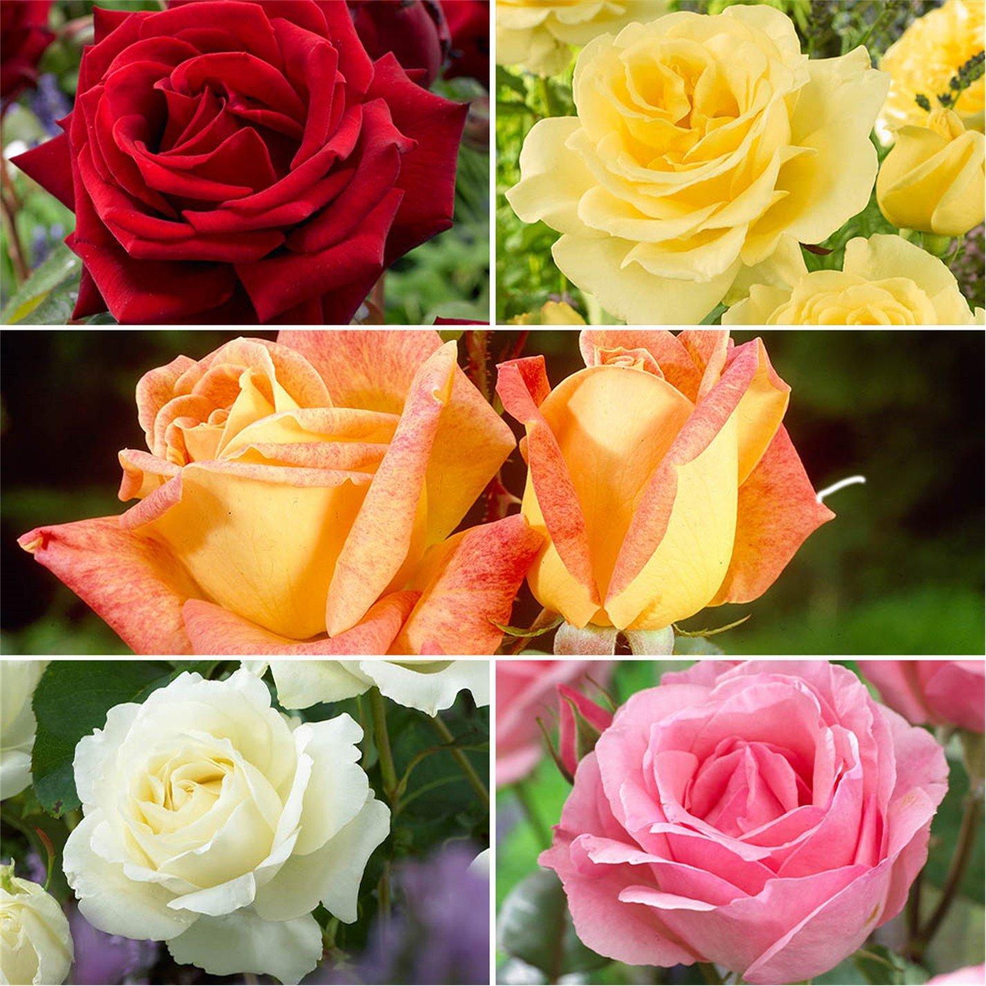 Multi - YouGarden - Rose Hybrid Tea Bare Root Collection x5 - 1