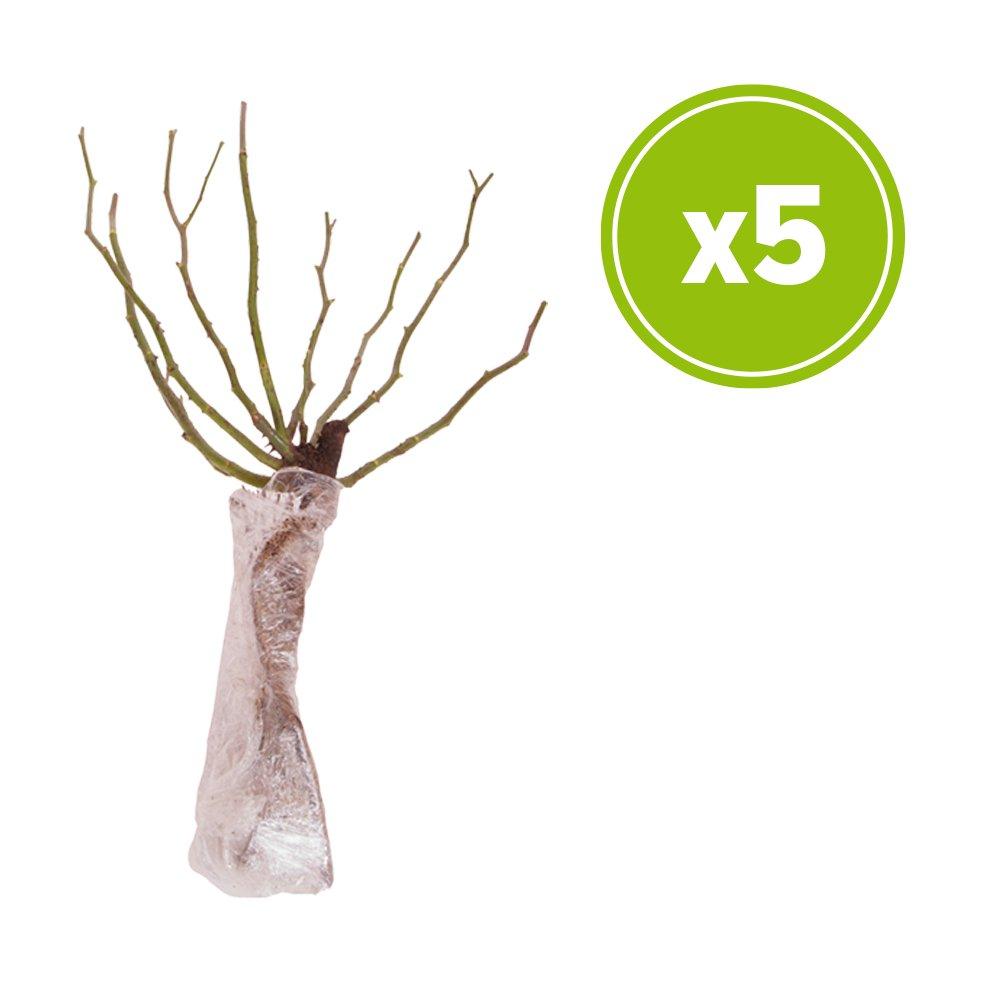 Multi - YouGarden - Rose Hybrid Tea Bare Root Collection x5 - 2