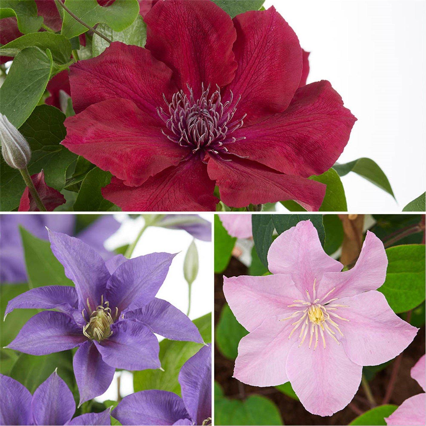 Multi - YouGarden - Boulevard Patio Clematis Collection (3 x 10.5cm) - 1