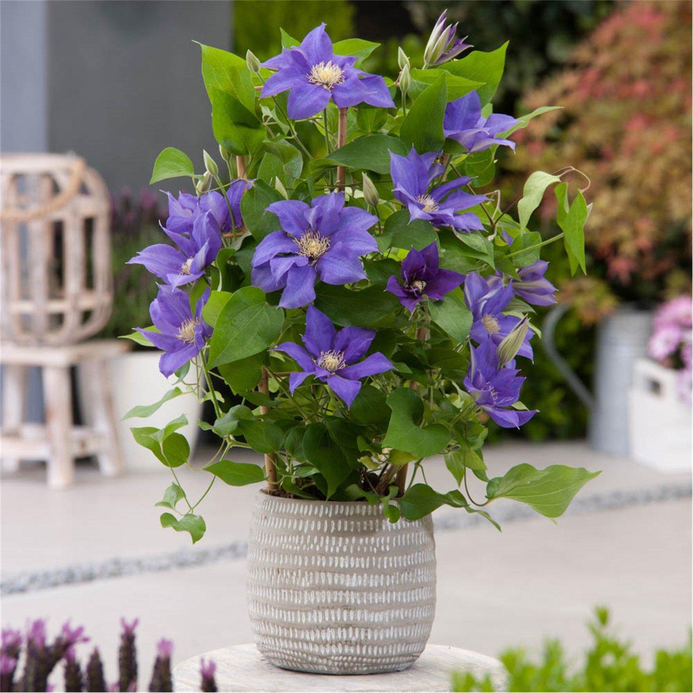 Multi - YouGarden - Boulevard Patio Clematis Collection (3 x 10.5cm) - 3