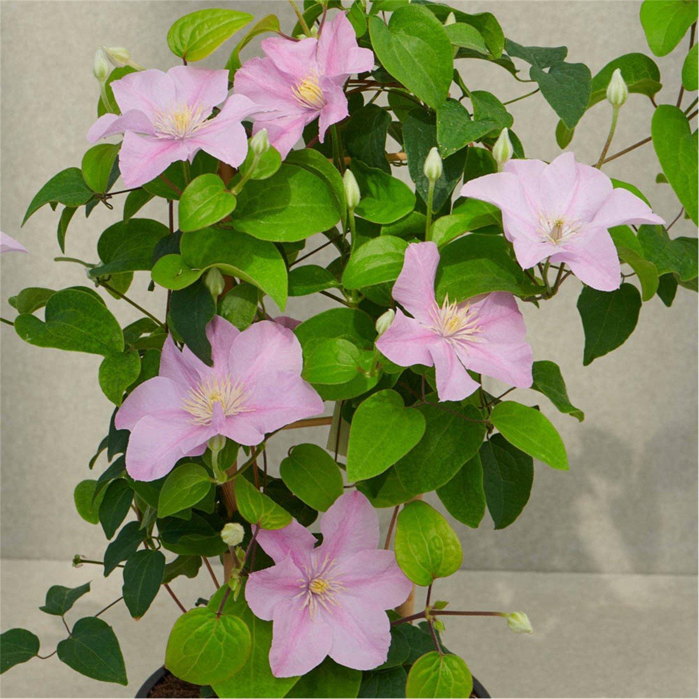 Multi - YouGarden - Boulevard Patio Clematis Collection (3 x 10.5cm) - 4