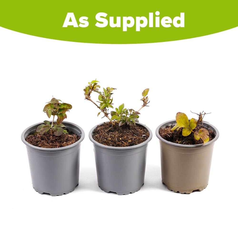 Multi - YouGarden - Boulevard Patio Clematis Collection (3 x 10.5cm) - 5