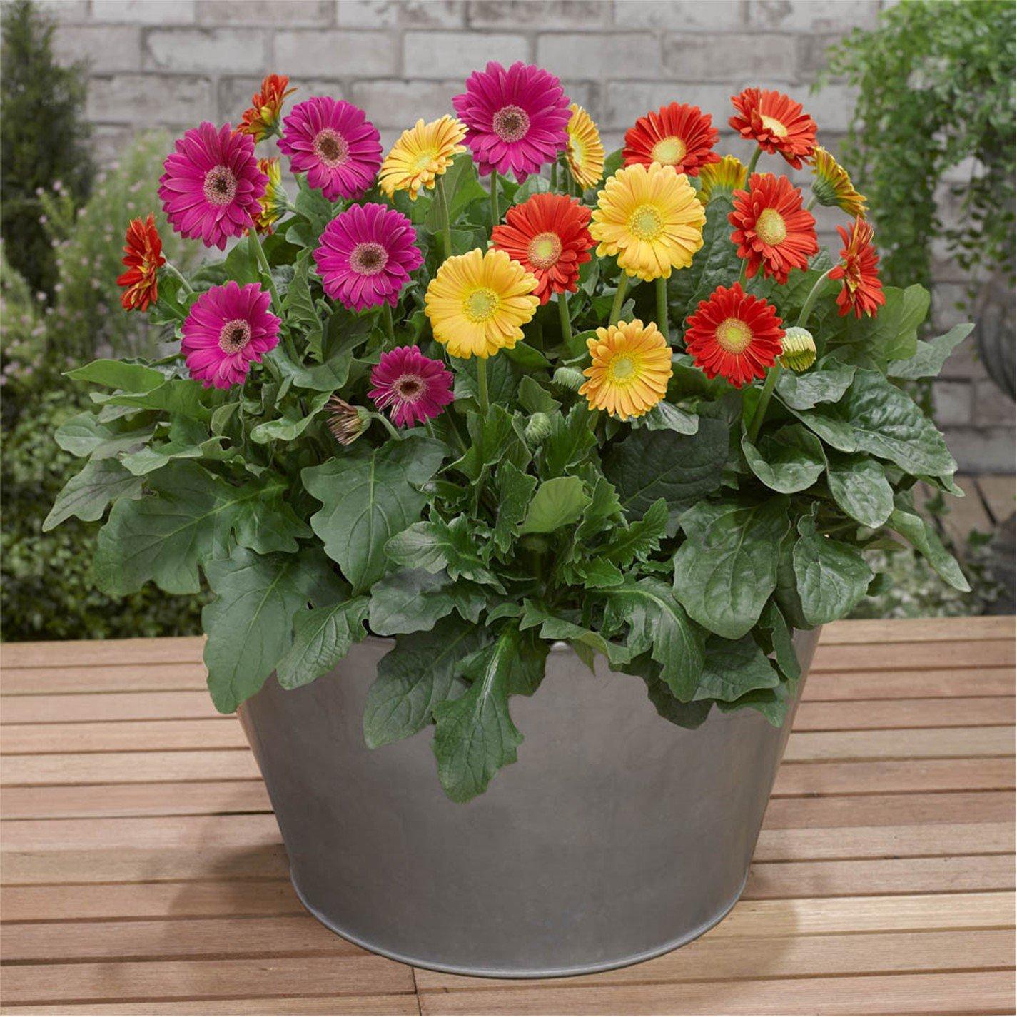 Multi - YouGarden - Hardy Gerbera Garvinea Collection (3 x 7cm Pots) - 1