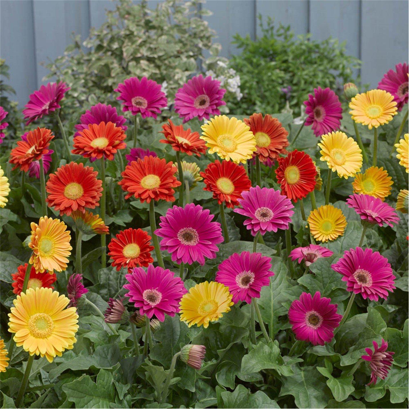 Multi - YouGarden - Hardy Gerbera Garvinea Collection (3 x 7cm Pots) - 2