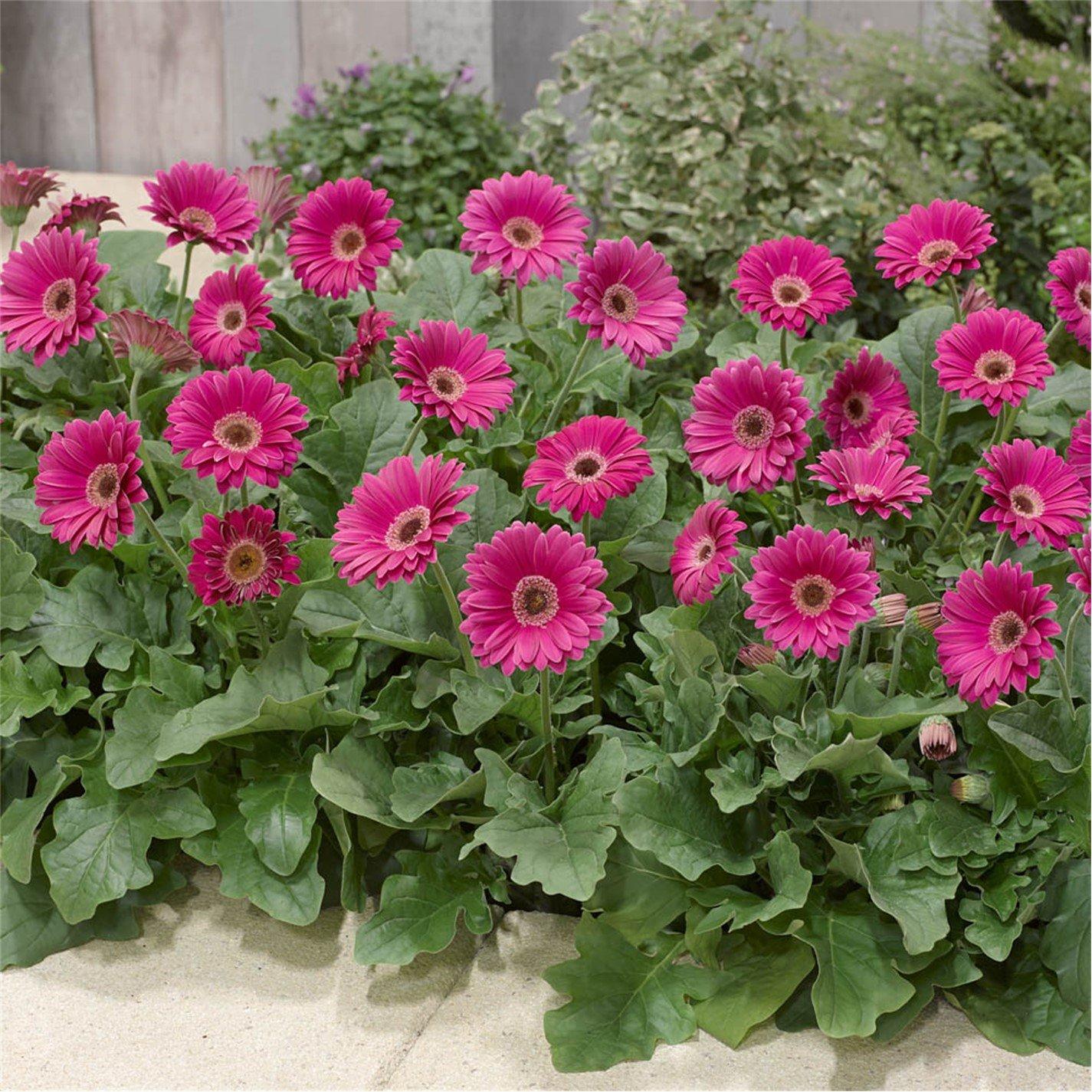 Multi - YouGarden - Hardy Gerbera Garvinea Collection (3 x 7cm Pots) - 3