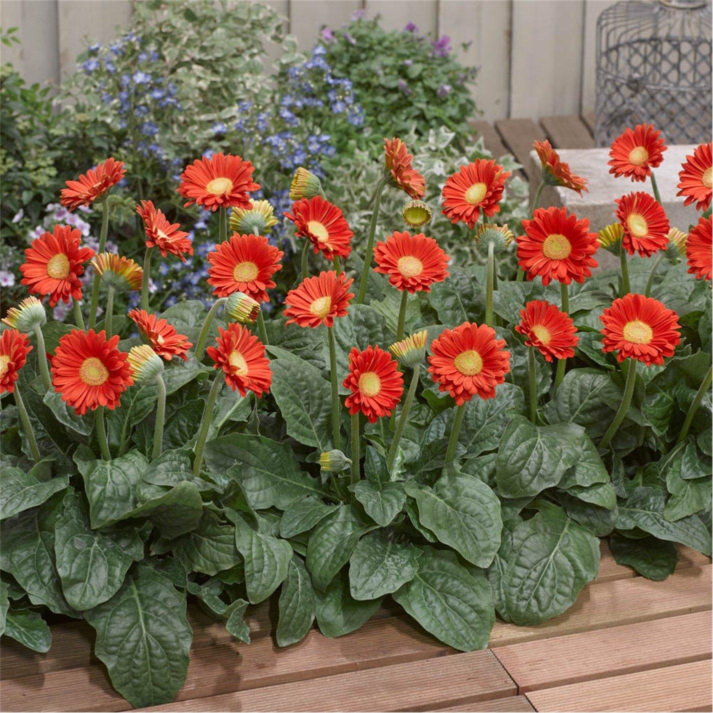 Multi - YouGarden - Hardy Gerbera Garvinea Collection (3 x 7cm Pots) - 4
