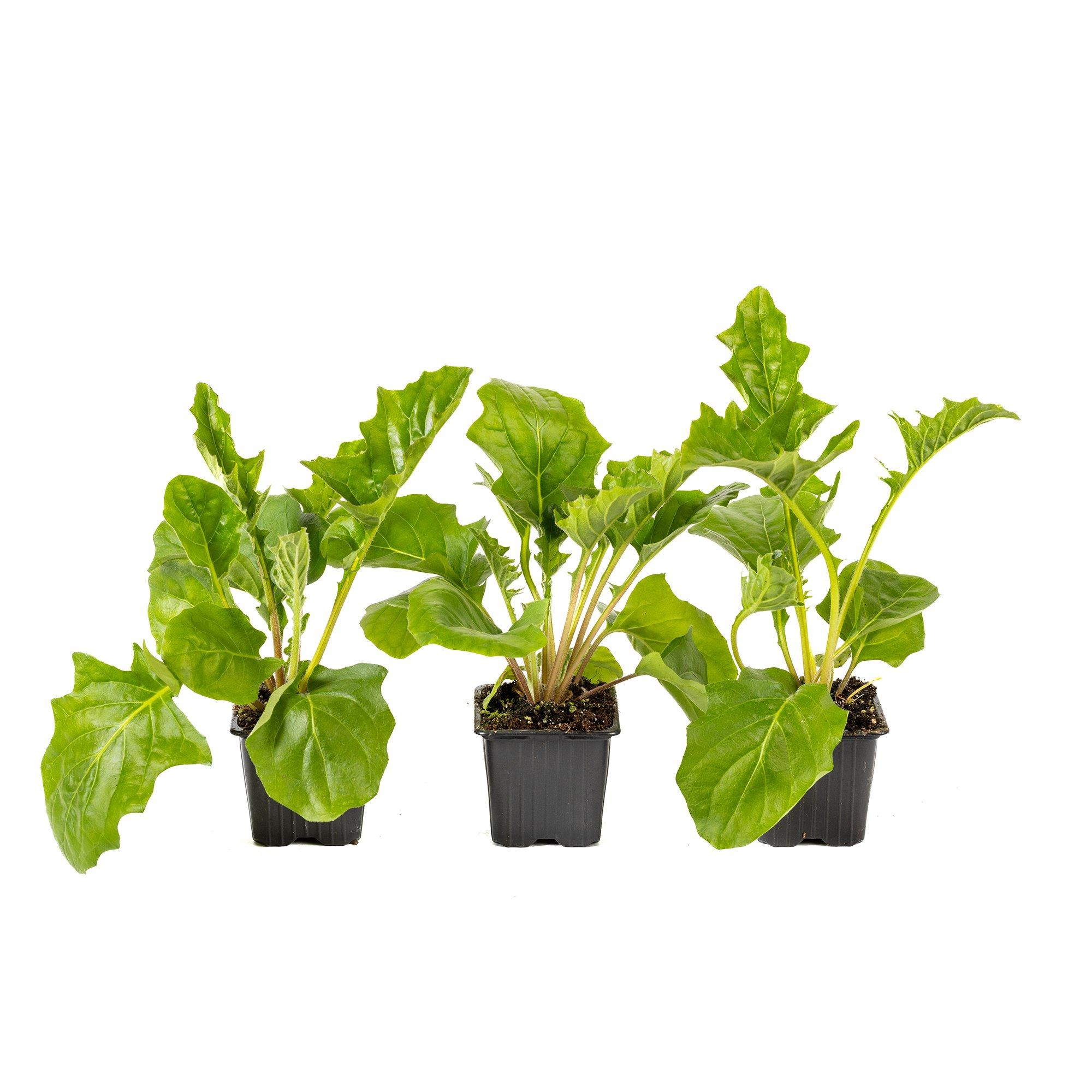 Multi - YouGarden - Hardy Gerbera Garvinea Collection (3 x 7cm Pots) - 5