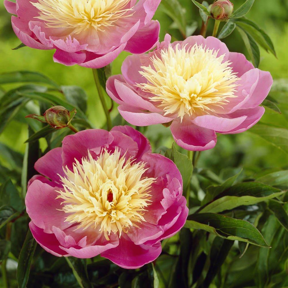Pink - YouGarden - Peony Bowl of Beauty (3 x Bare Roots) - 1