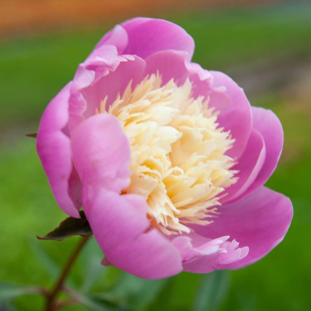 Pink - YouGarden - Peony Bowl of Beauty (3 x Bare Roots) - 2