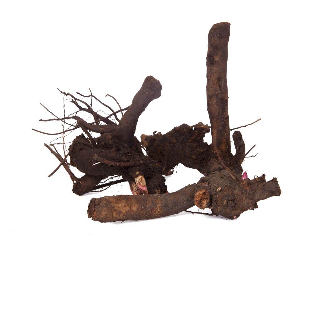 Pink - YouGarden - Peony Bowl of Beauty (3 x Bare Roots) - 3