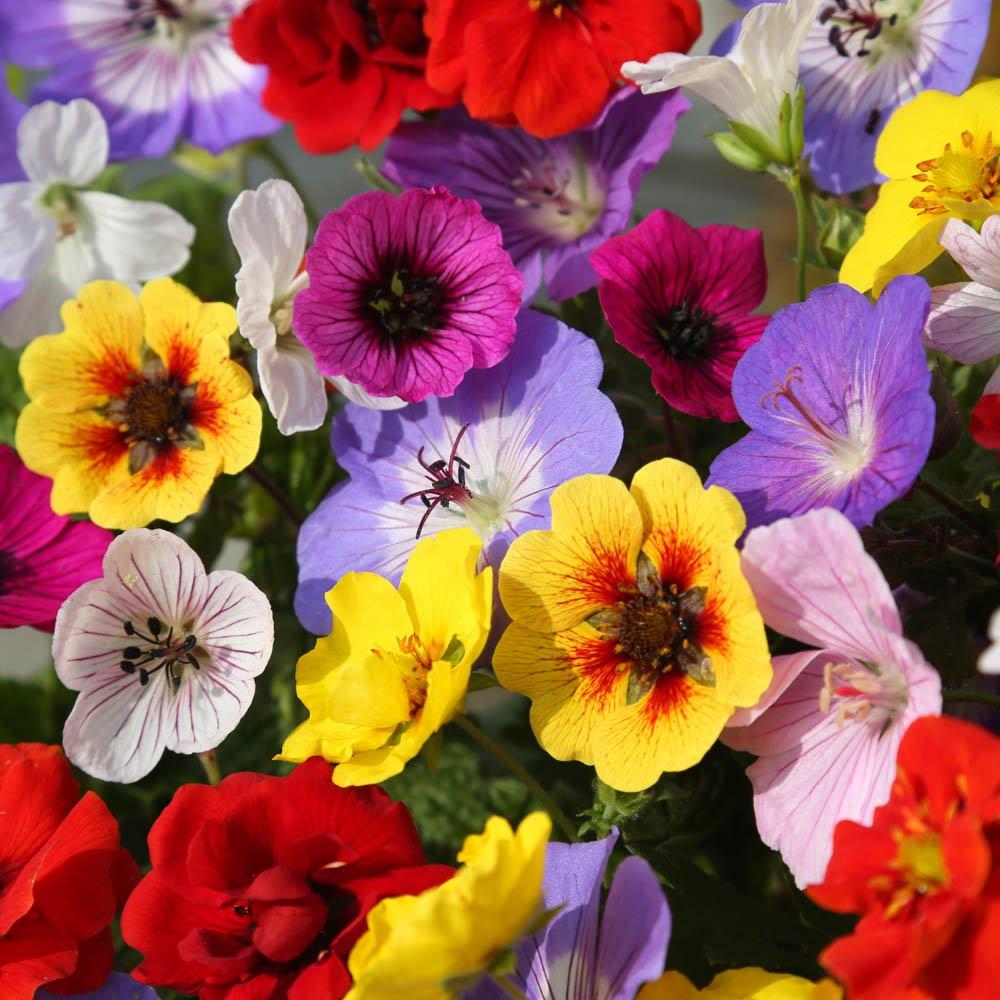 Multi - YouGarden - Geranium & Potentilla Festival Mix (6 x Bare Roots - 1