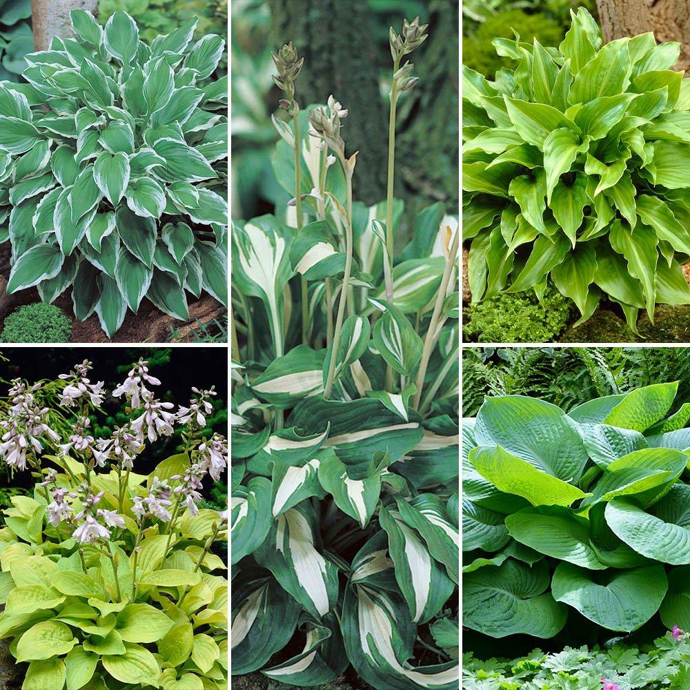 Green - YouGarden - Hosta Collection (5 x Bare Roots) - 1