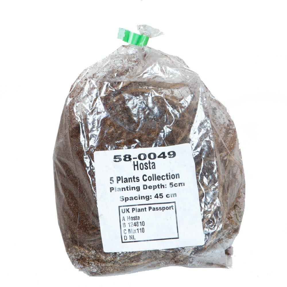 Green - YouGarden - Hosta Collection (5 x Bare Roots) - 3