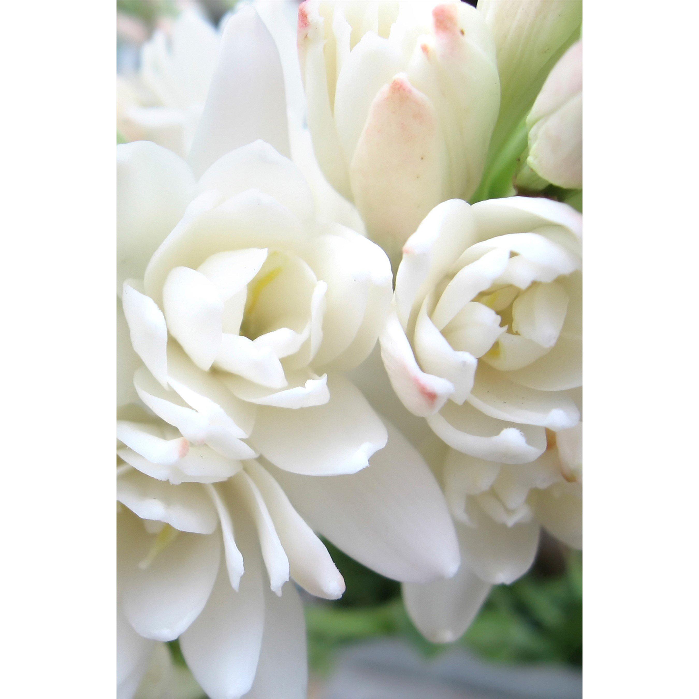 Cream - YouGarden - Polianthes tuberosa Bulbs - 10 bulbs size 10/12 - 1