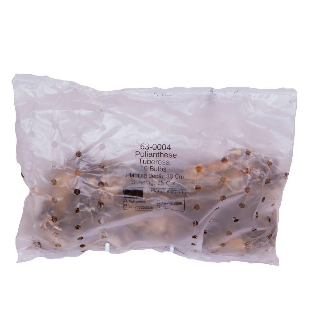 Cream - YouGarden - Polianthes tuberosa Bulbs - 10 bulbs size 10/12 - 2