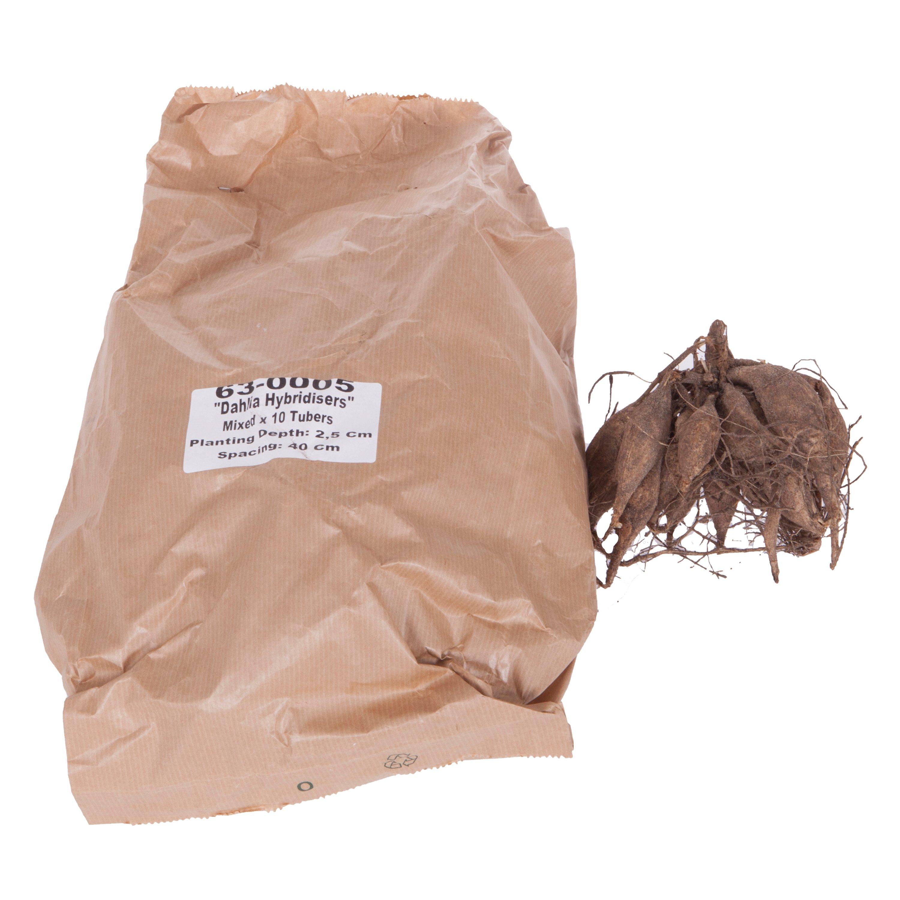 Multi - YouGarden - Dahlia tubers Hybridisers Mix - 10 Bulbs - 2