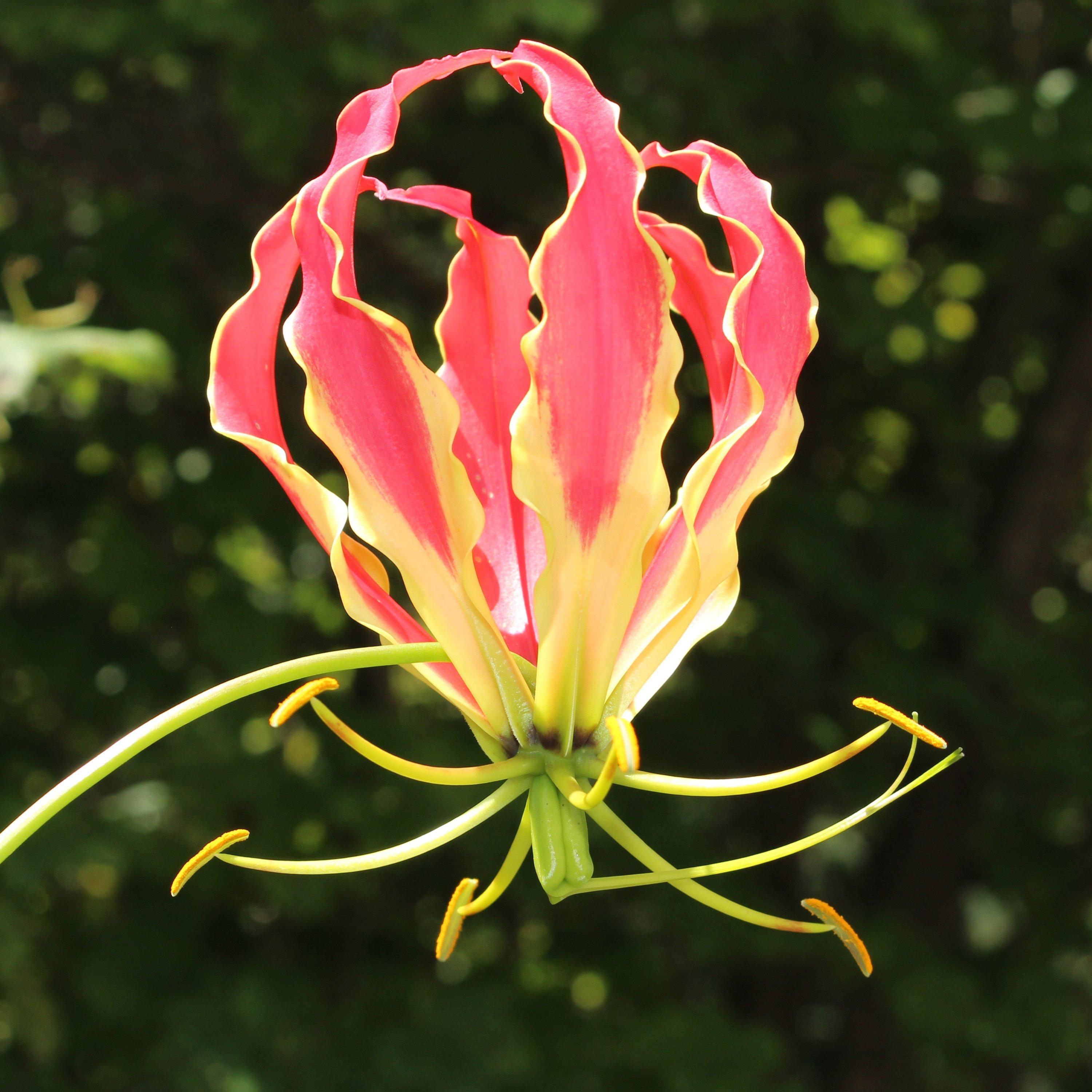 Multi - YouGarden - Gloriosa Flame Lily - 3 tubers - 1