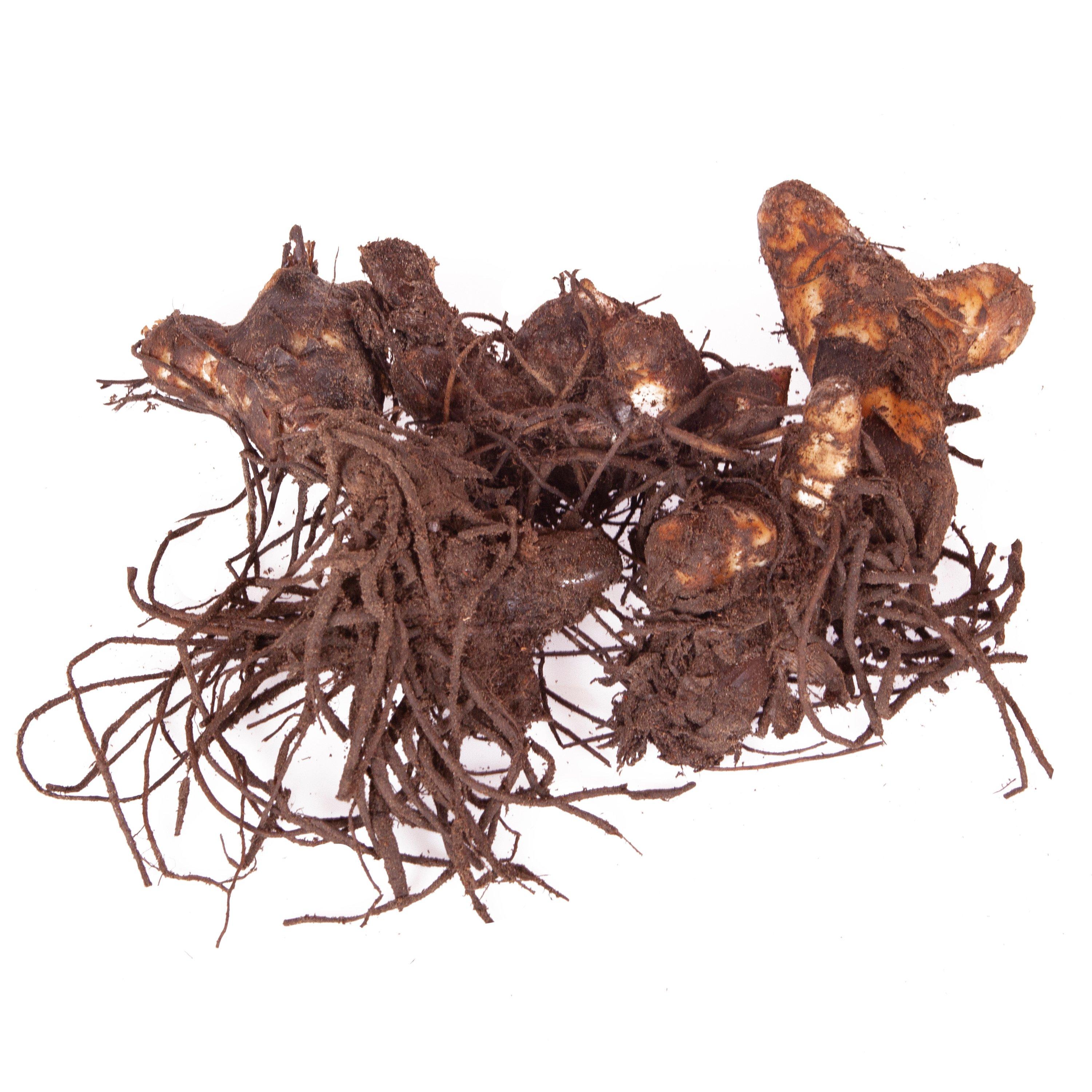 Multi - YouGarden - Gloriosa Flame Lily - 3 tubers - 2