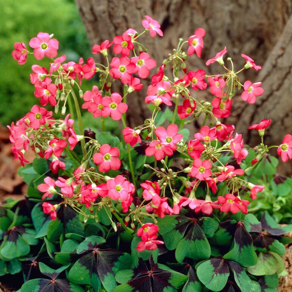 Multi - YouGarden - 300 Summer Bulb Collection - 7