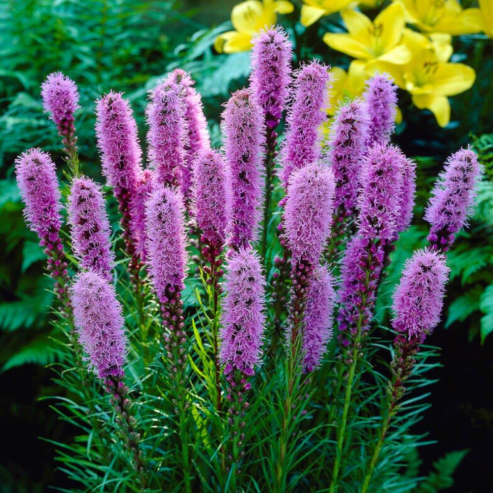 Multi - YouGarden - 300 Summer Bulb Collection - 8