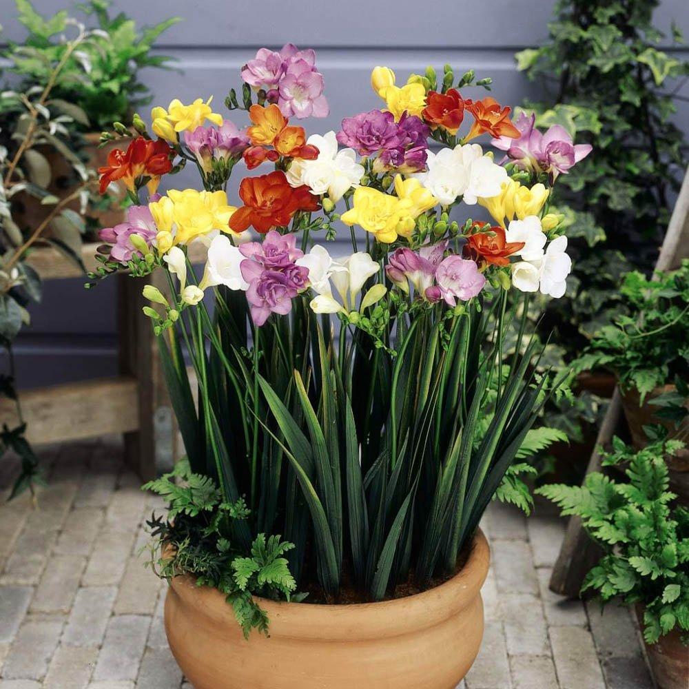 Multi - YouGarden - Freesias Double Mixed Corms - pack of 50 - 1