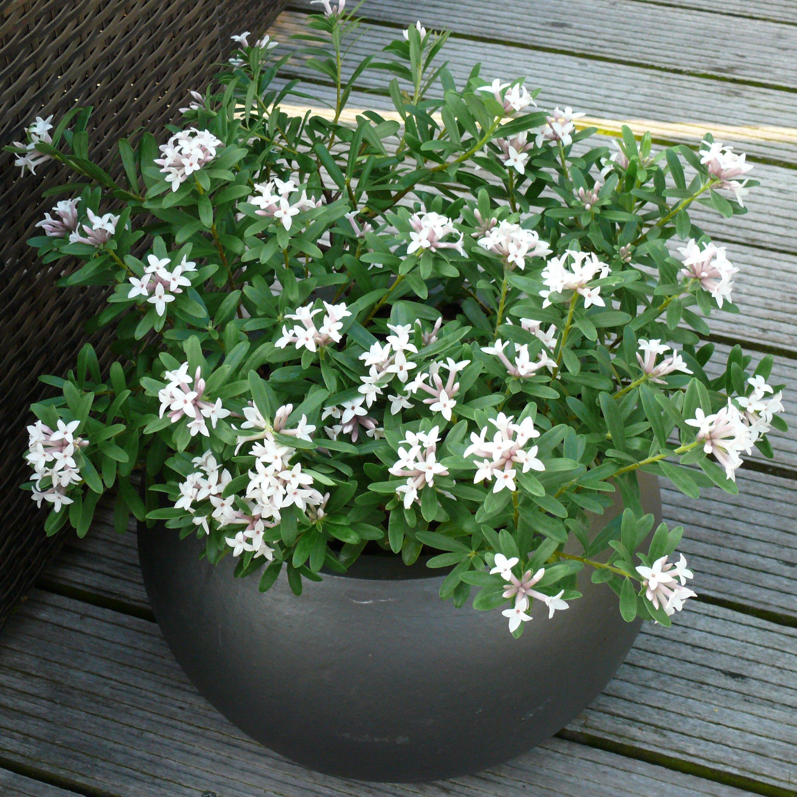 Yougarden  Daphne Eternal Fragrance 1.5L - Pink - 1.5L Pot