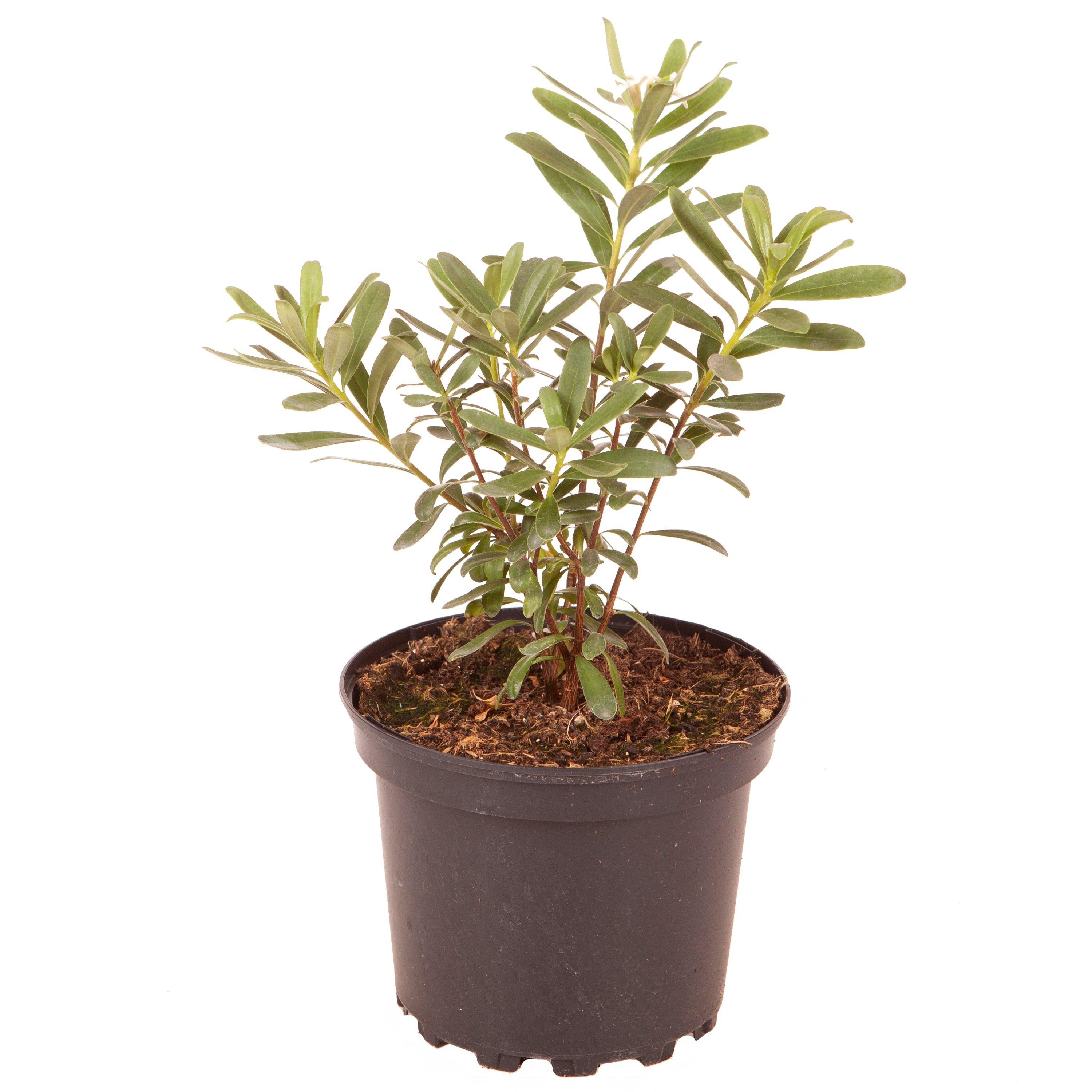 Pink - YouGarden - Daphne Eternal Fragrance 1.5L - 3