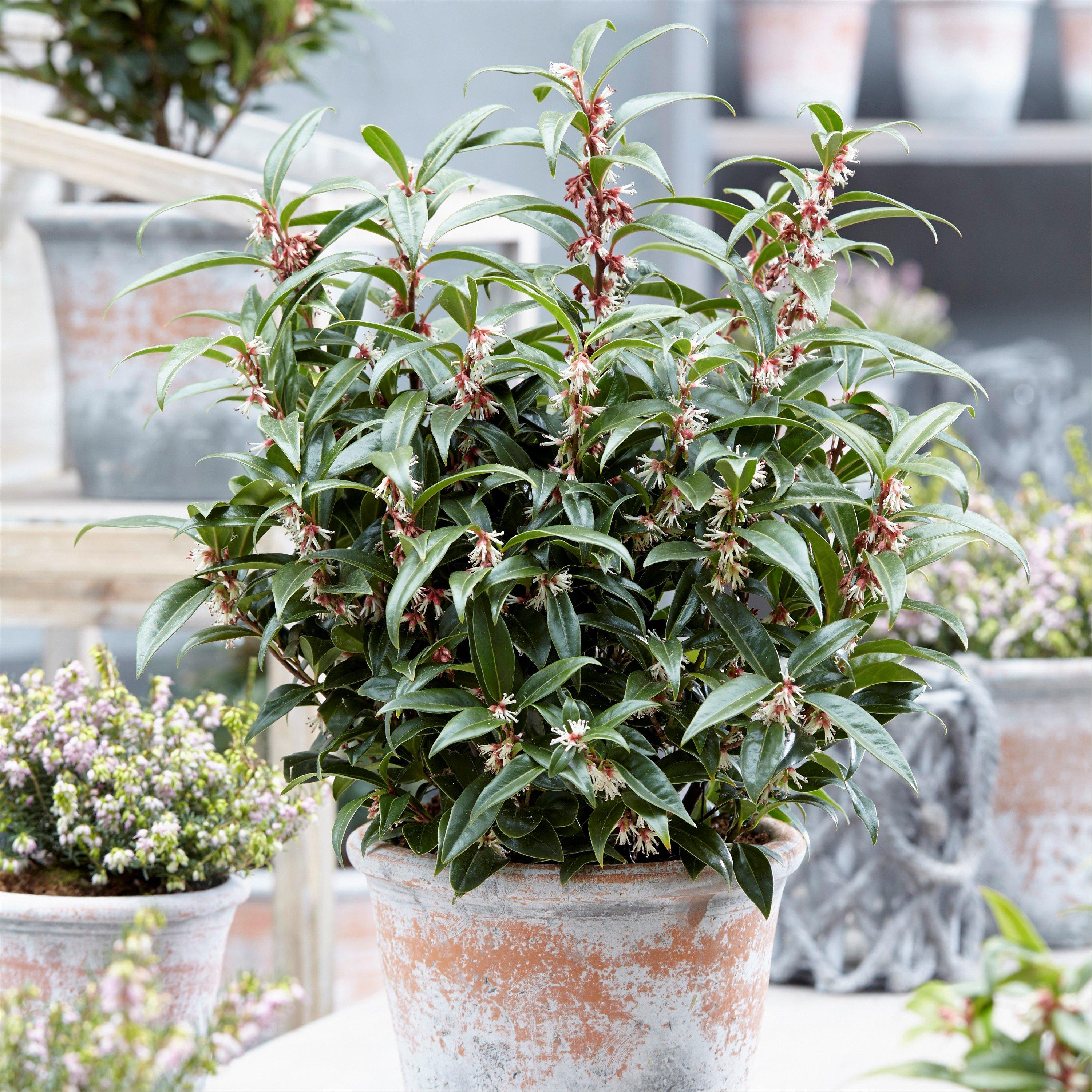 Yougarden  Sarcococca Hookeriana Winter Gem 15Cm - Green - 15cm Pot