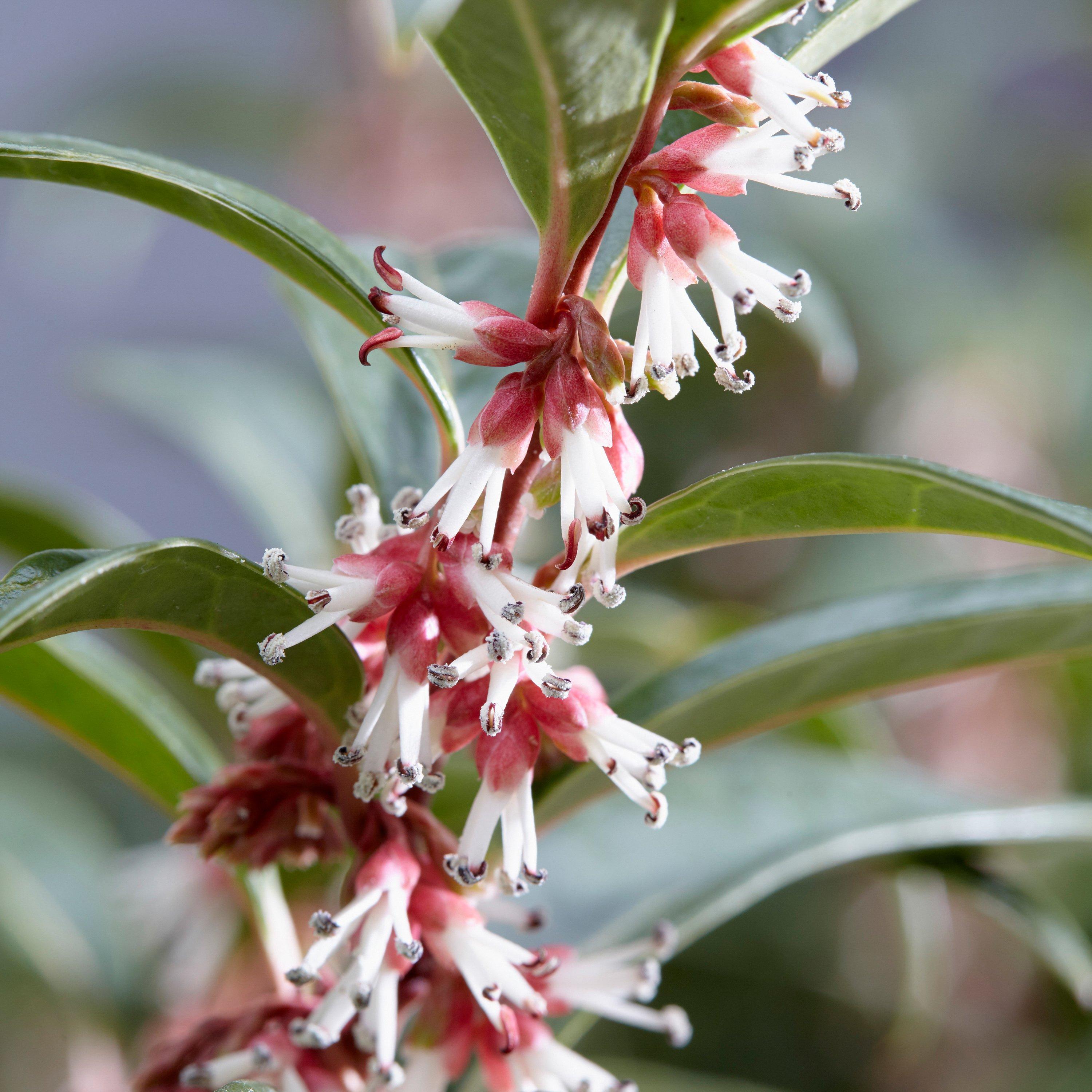 Green - YouGarden - Sarcococca hookeriana Winter Gem 15cm - 2