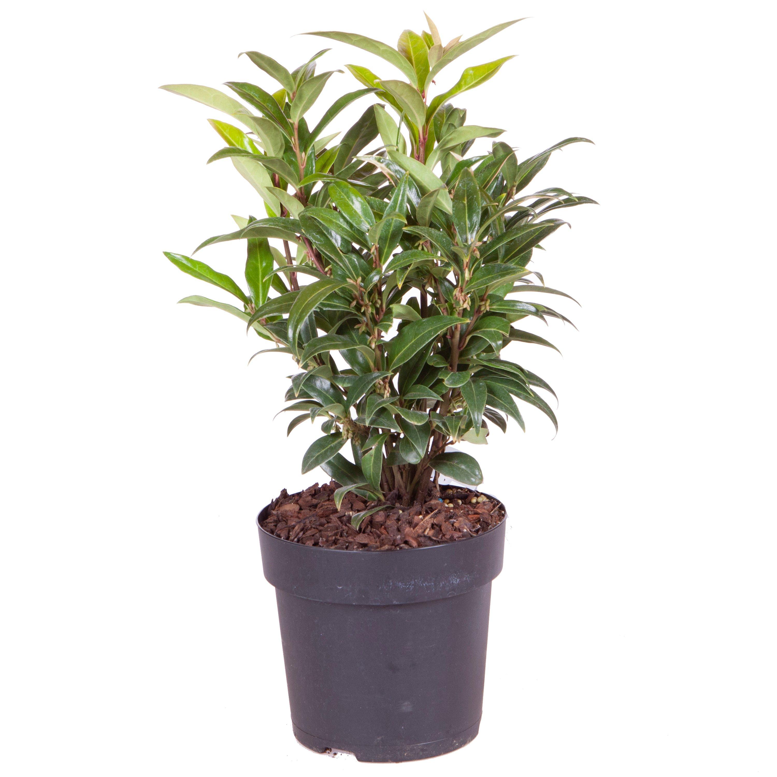 Green - YouGarden - Sarcococca hookeriana Winter Gem 15cm - 3