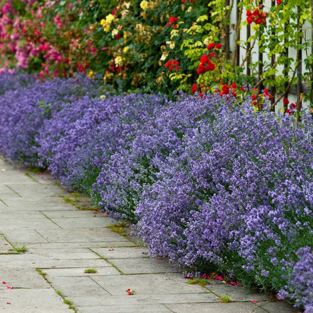 Purple - YouGarden - Hedging Lavender Hidcote 10 x 9cm pots - 2