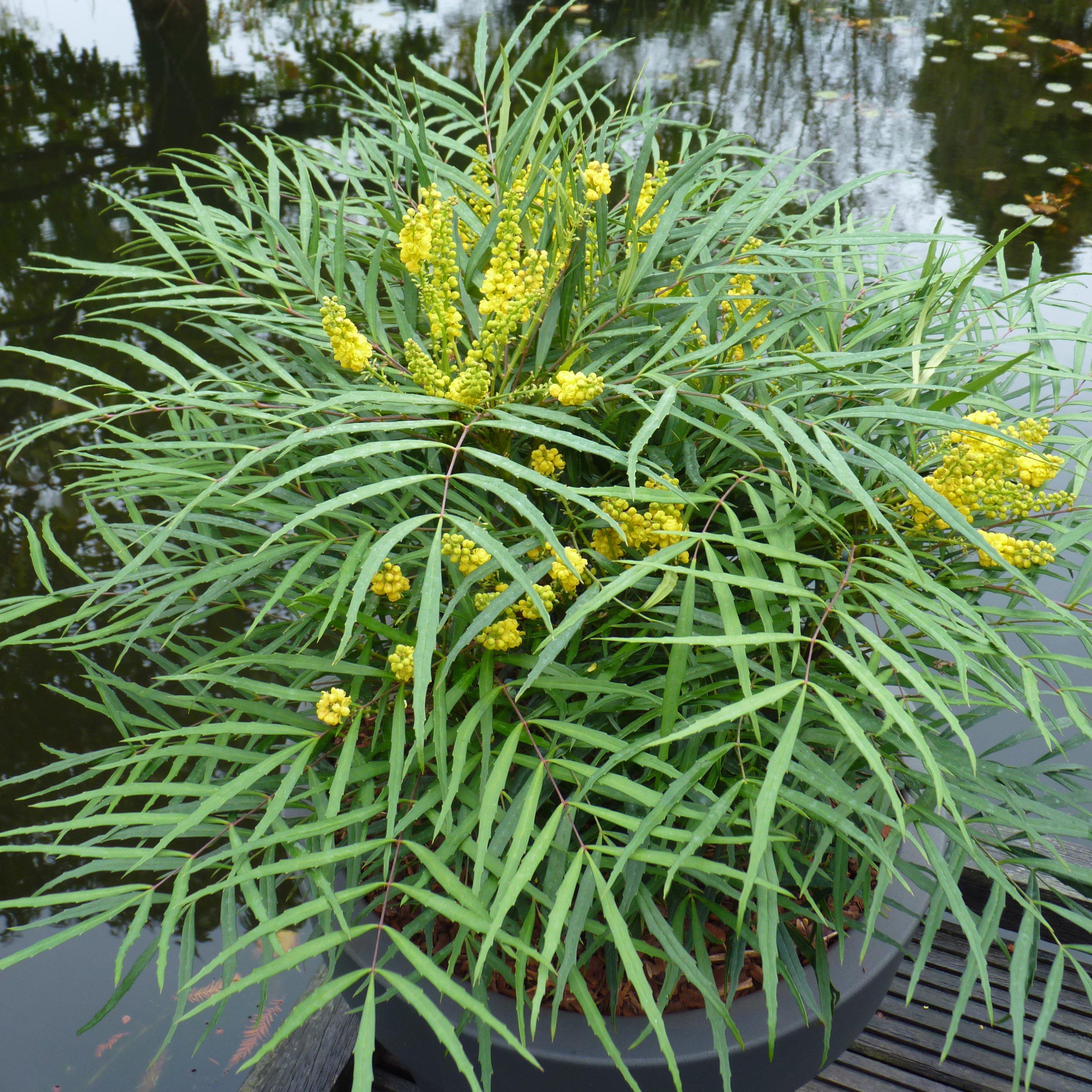 Yellow - YouGarden - Mahonia eurybracteata  Soft Caress - 1