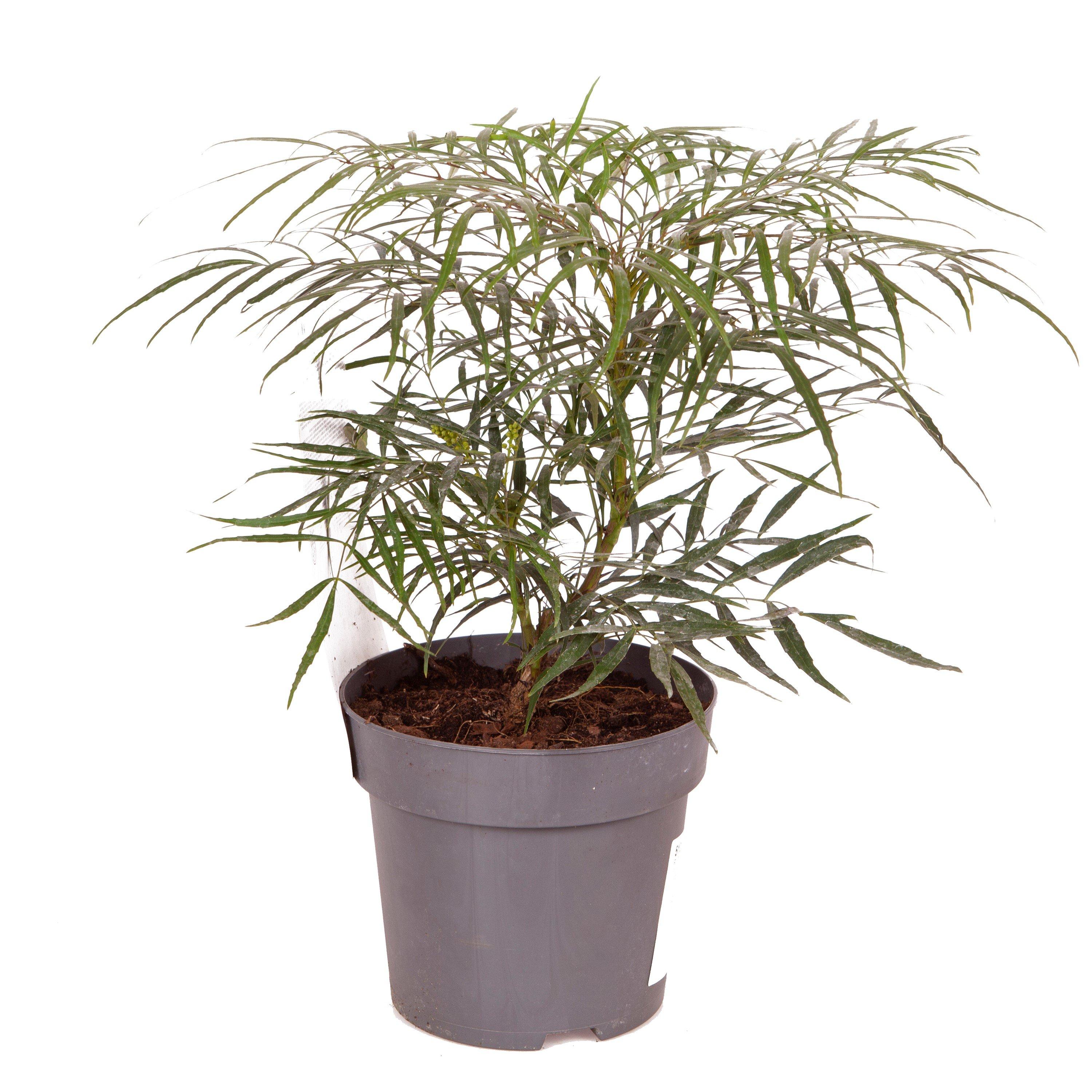 Yellow - YouGarden - Mahonia eurybracteata  Soft Caress - 3