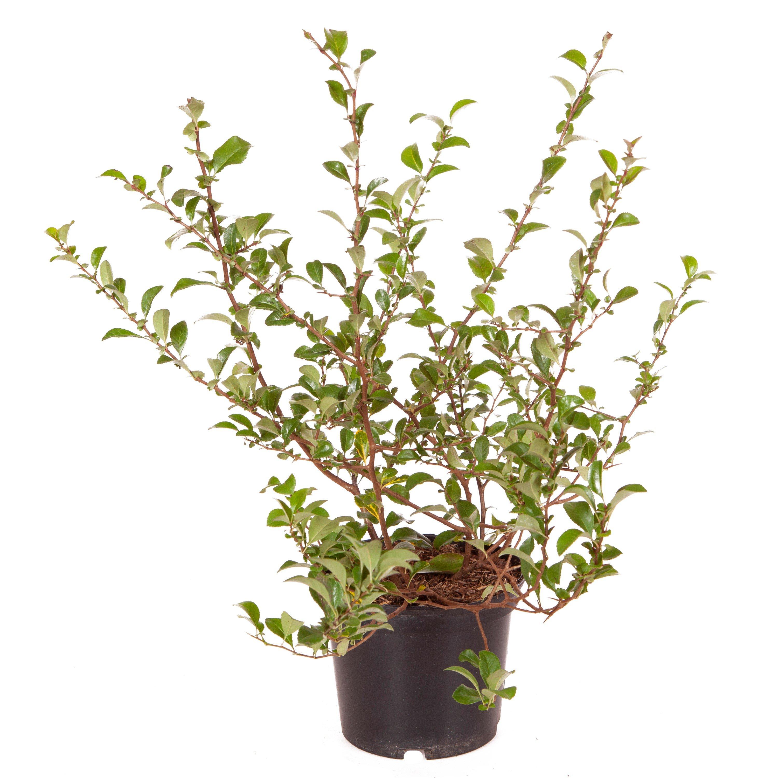 Orange - YouGarden - Chaenomeles sup. Orange Trail 2L - 3