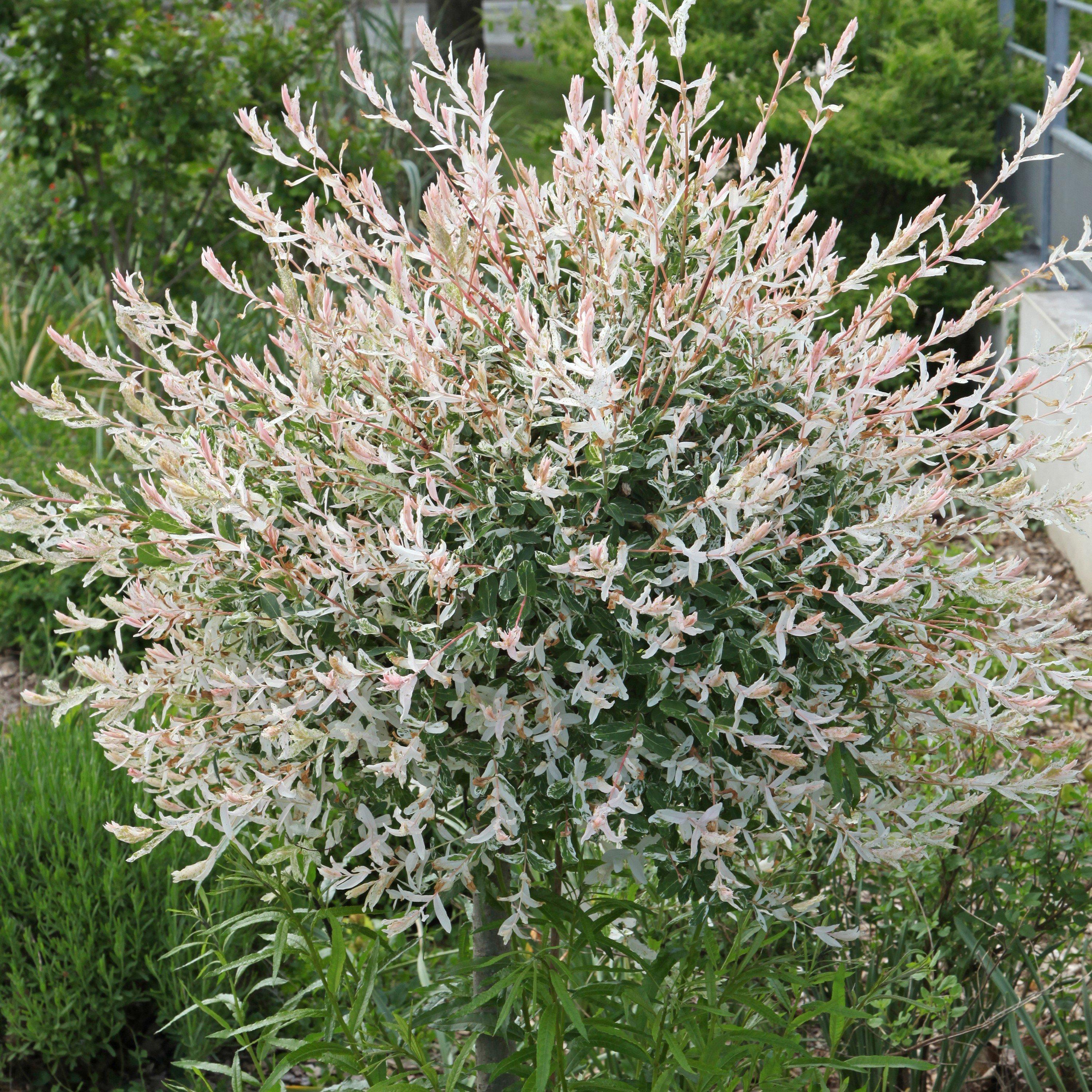 You Garden Flamingo Willow Salix Integra Hakuro Nishiki Standard - Image 5