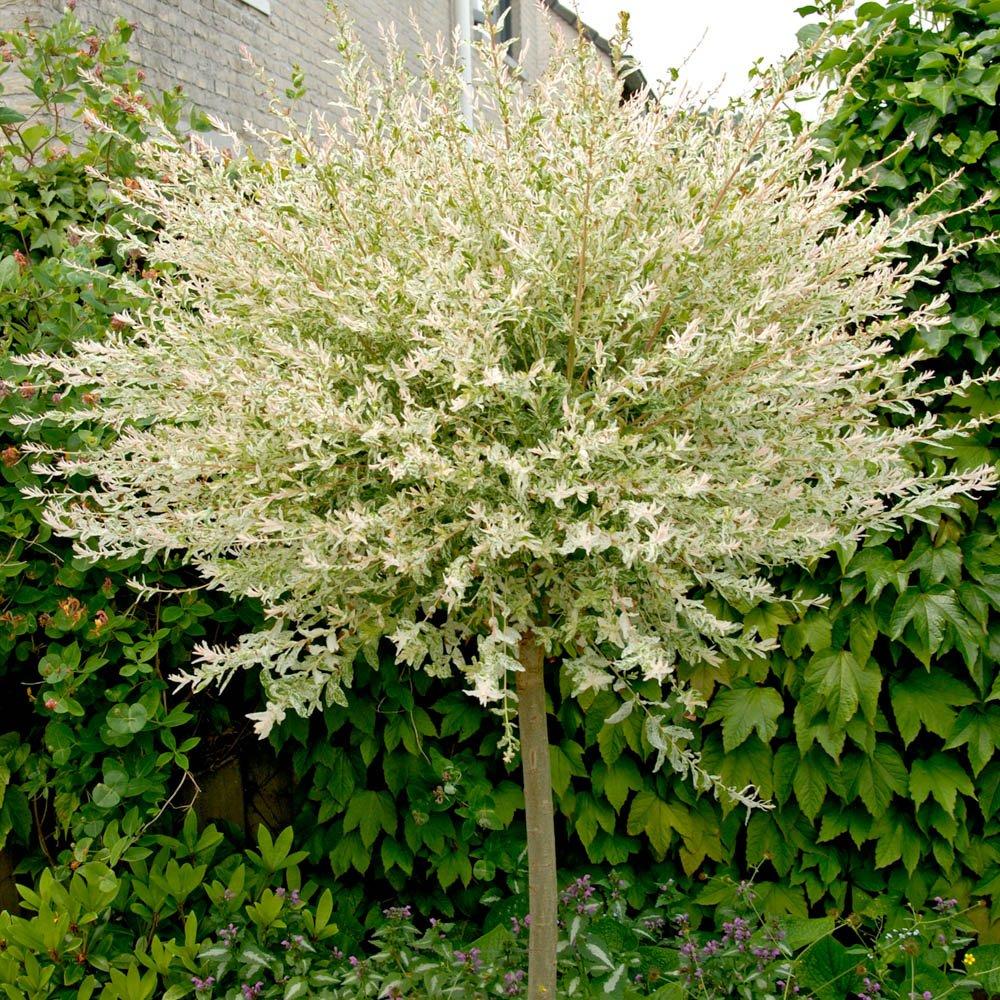 Multi - YouGarden - Salix int Hakuro Nishiki 80-90cm standard - 2