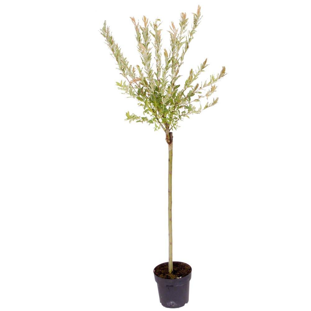 Multi - YouGarden - Salix int Hakuro Nishiki 80-90cm standard - 3