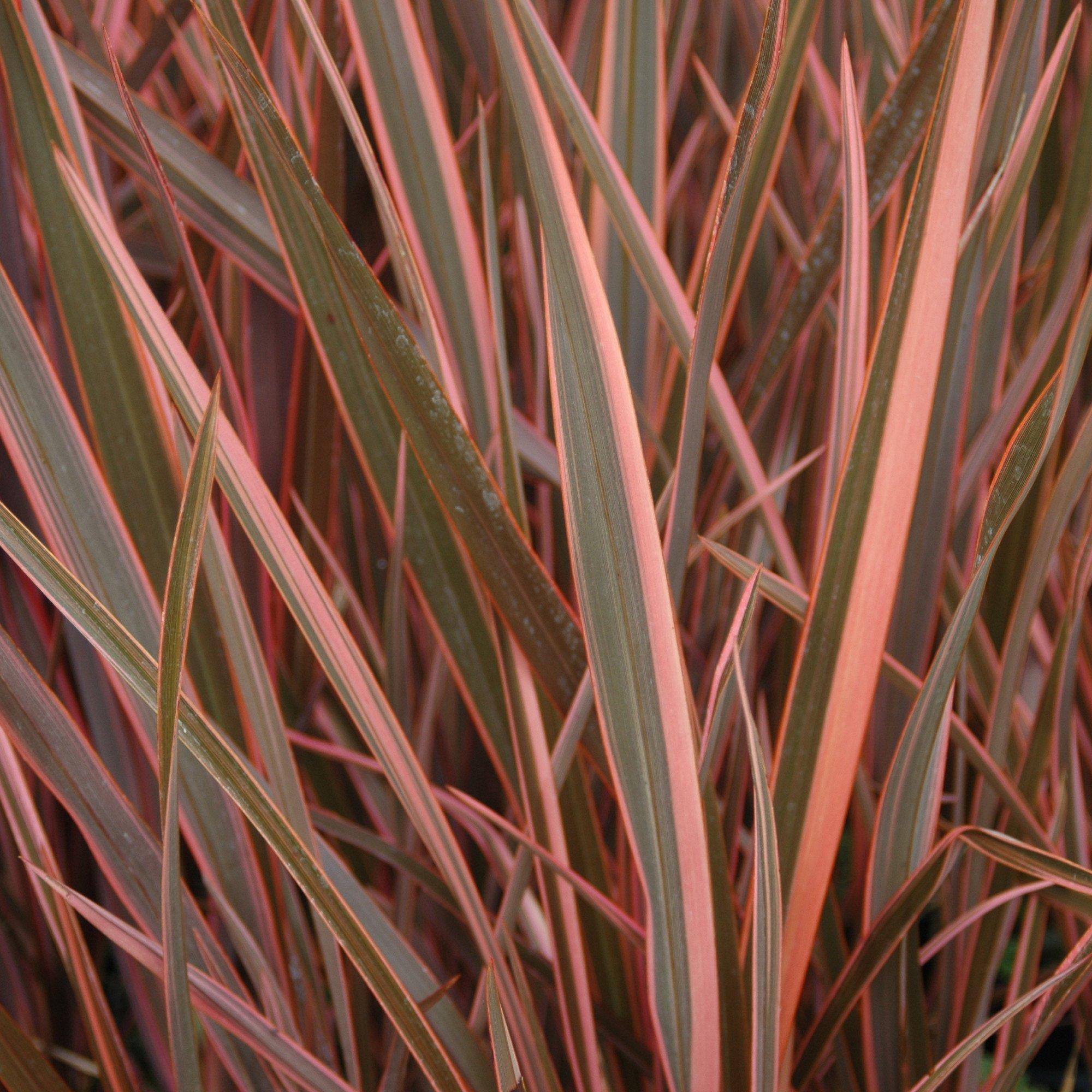 Pink - YouGarden - Phormium Sundowner Pink 5L - 1