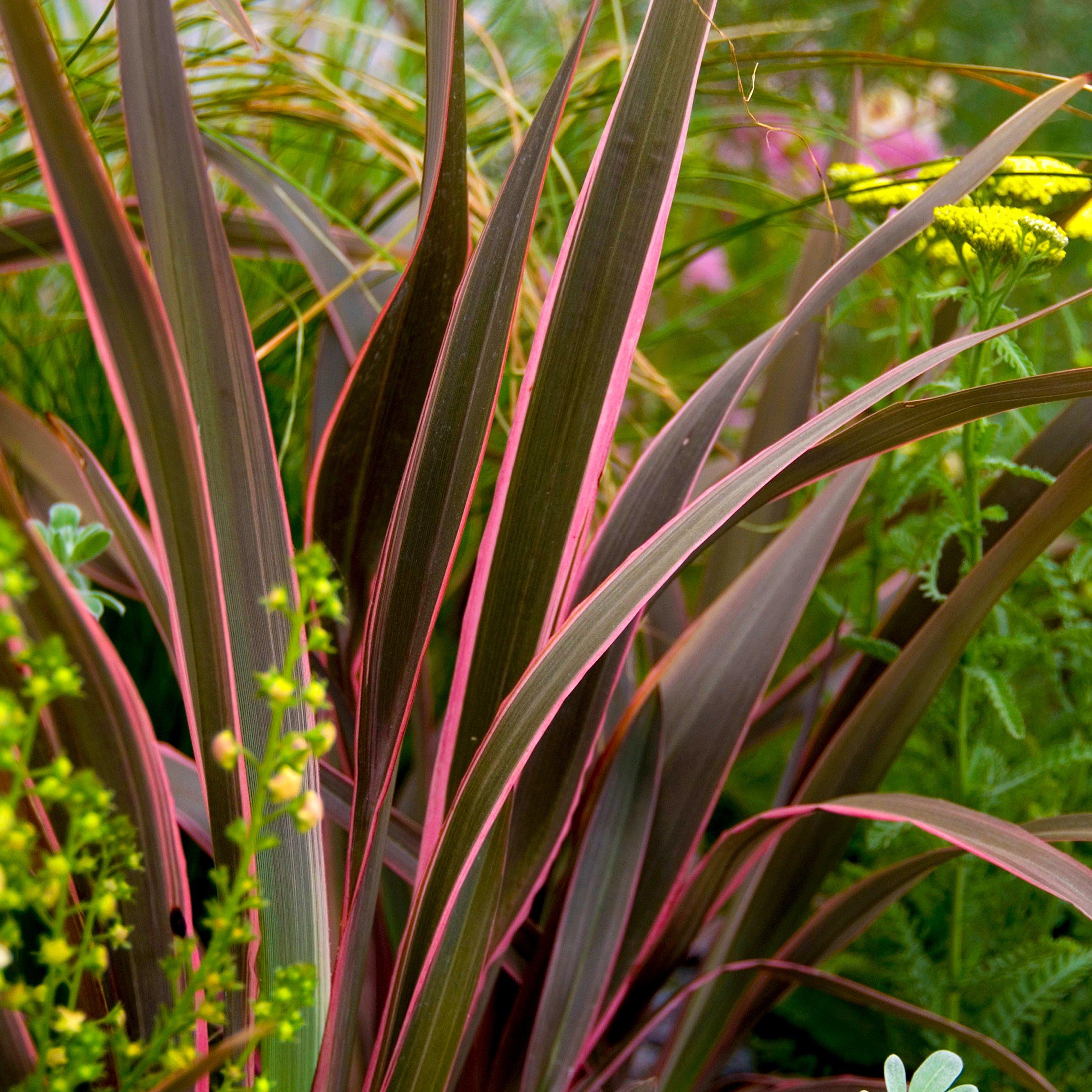 Pink - YouGarden - Phormium Sundowner Pink 5L - 2