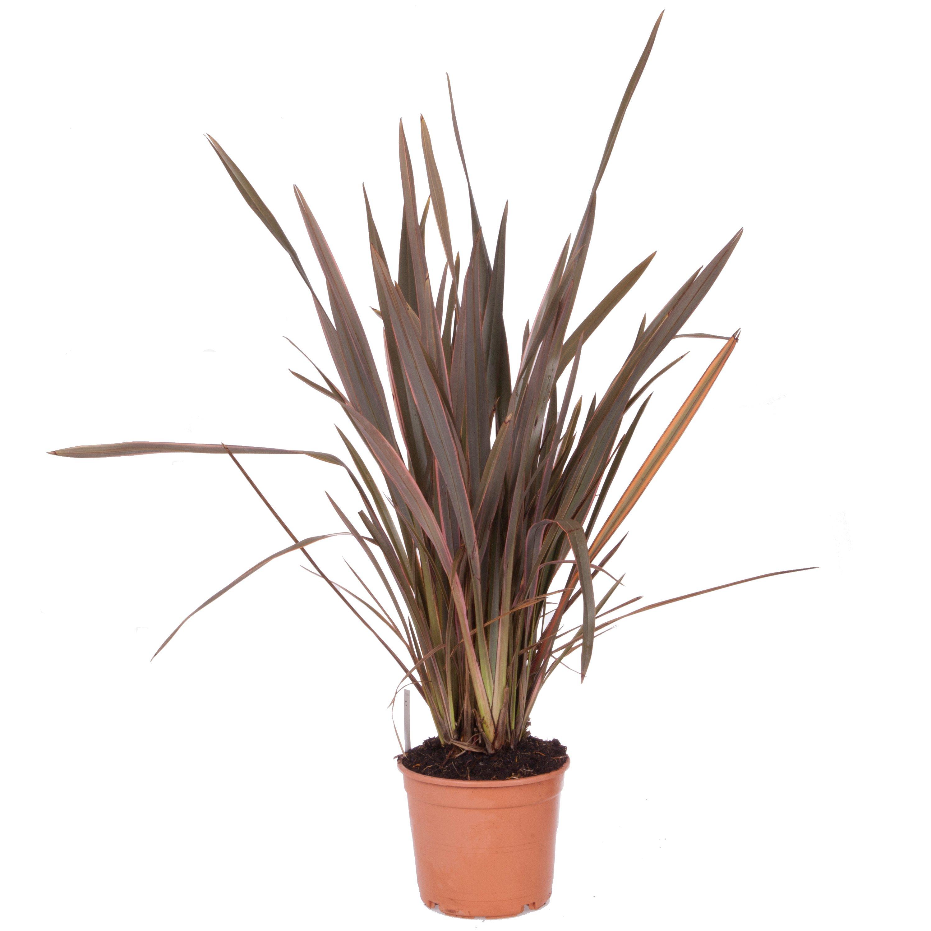 Pink - YouGarden - Phormium Sundowner Pink 5L - 3