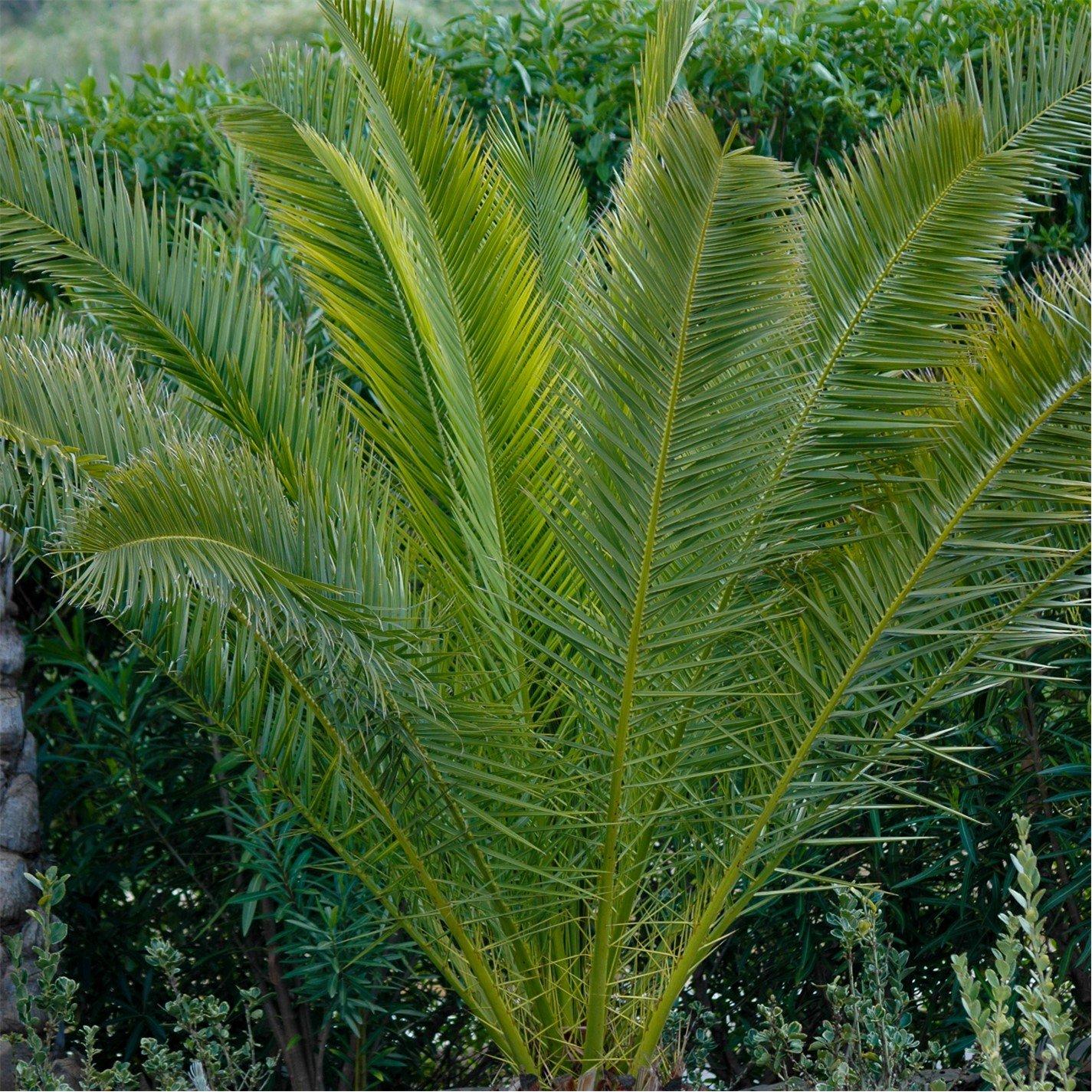 Yougarden  Phoenix Canariensis 1.0M 20Cm X 2 - Green - 2 x 20cm P