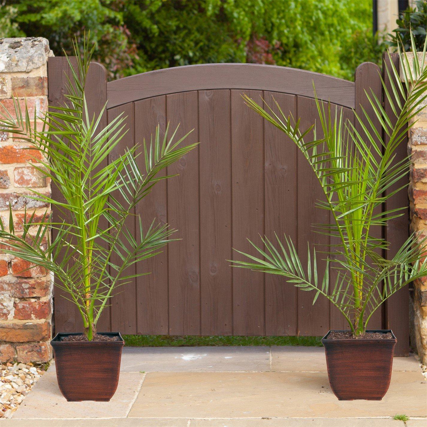 Green - YouGarden - Phoenix canariensis 1.0M 20cm x 2 - 2
