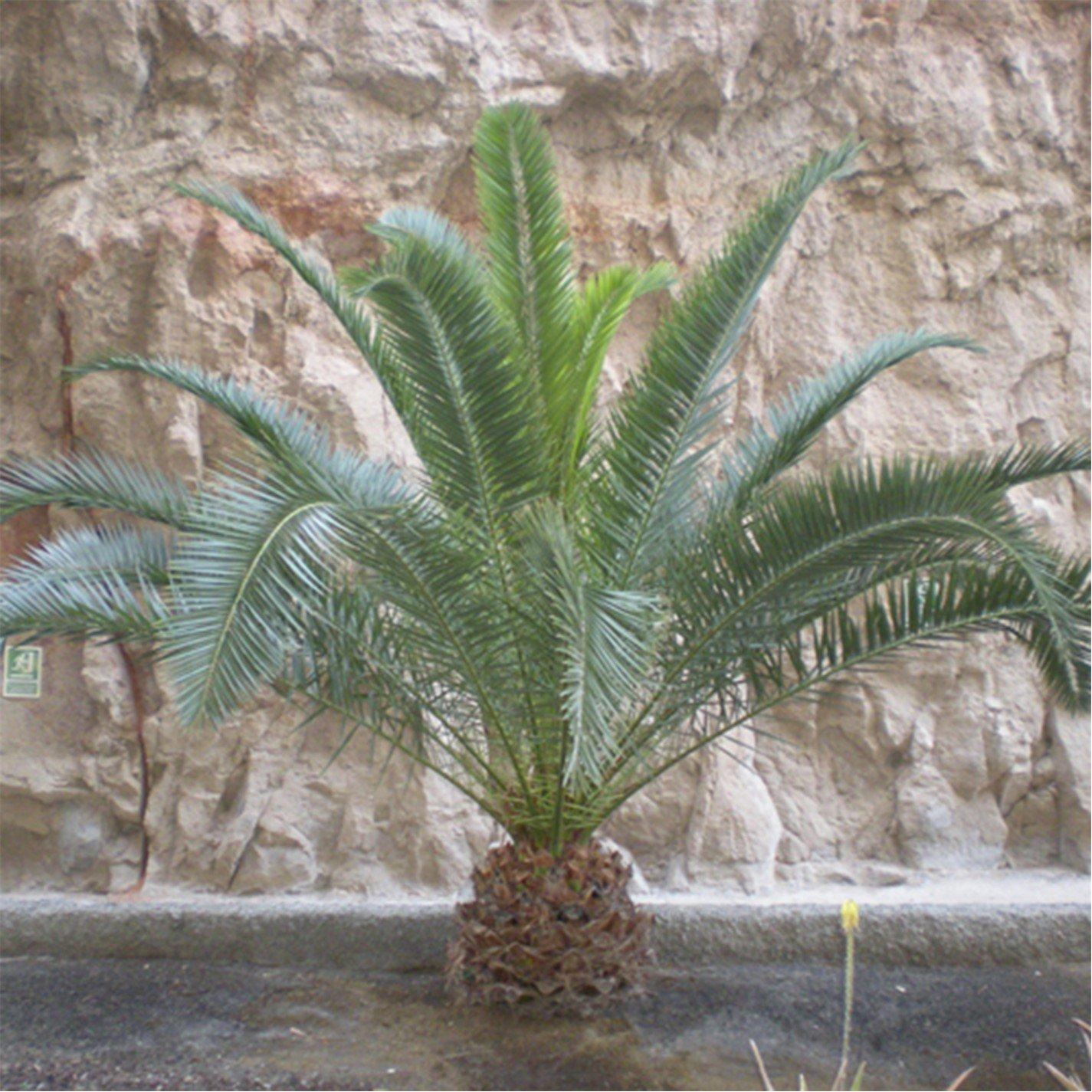 Green - YouGarden - Phoenix canariensis 19cm 80-100cm - 1