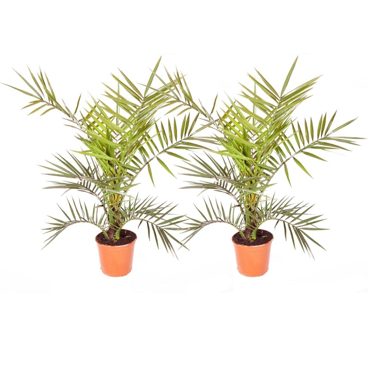 Green - YouGarden - Phoenix canariensis 19cm 80-100cm - 2