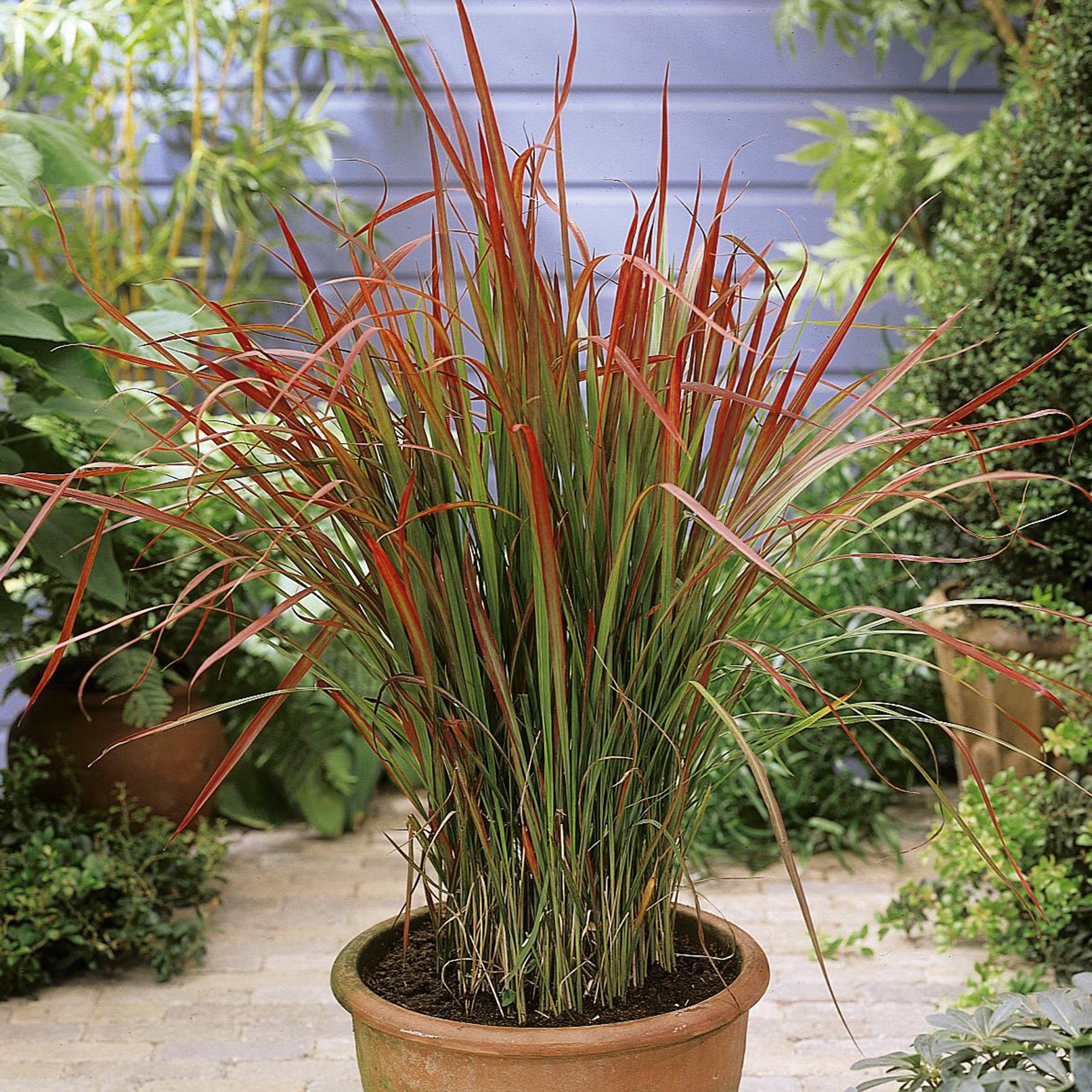 Yougarden  Imperata Baron 9Cm X 3 Red - 3 x 9cm Po