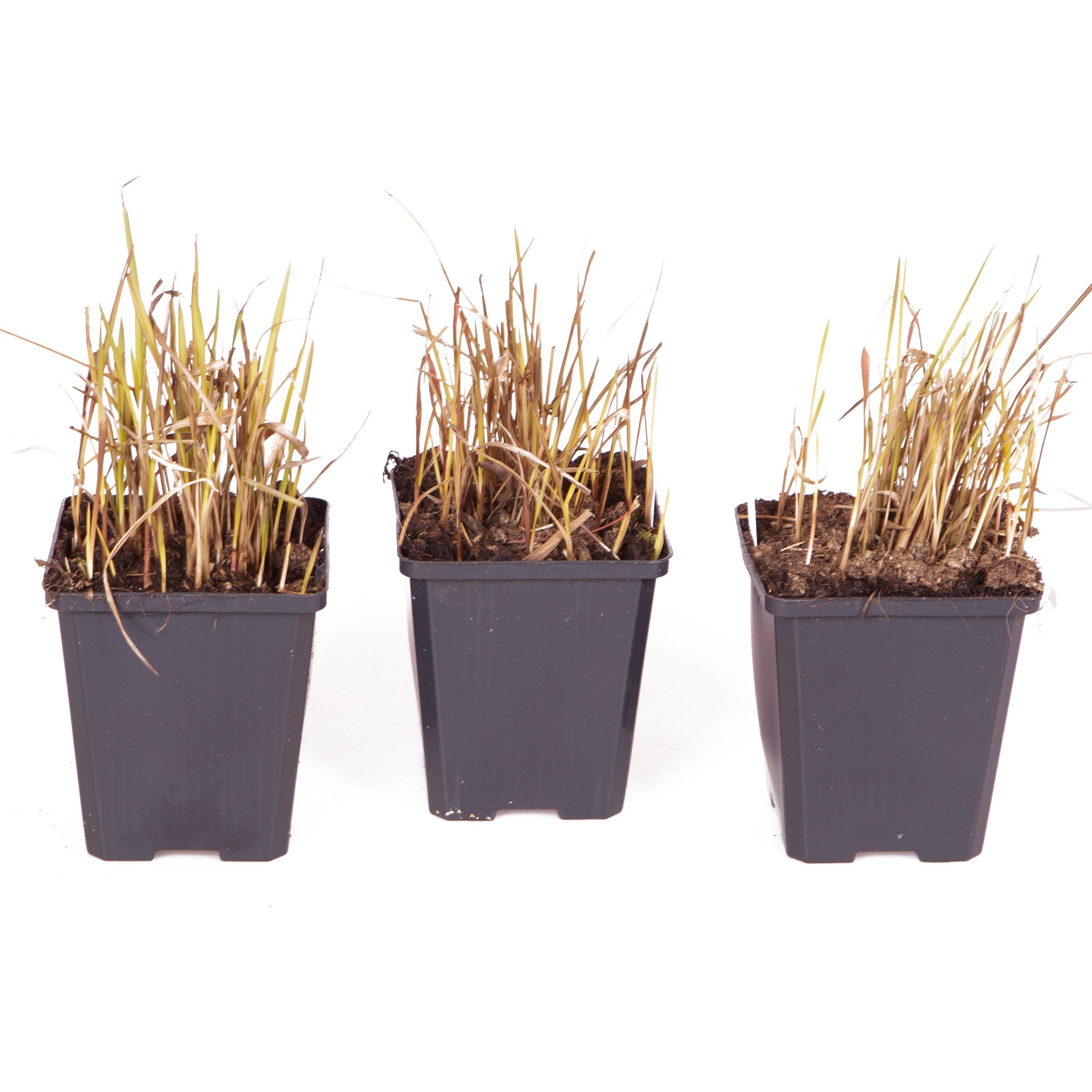 Red - YouGarden - Imperata Red Baron 9cm x 3 - 3